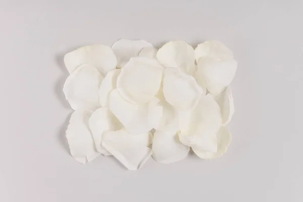 Pétalos de rosa blanca - foto de stock