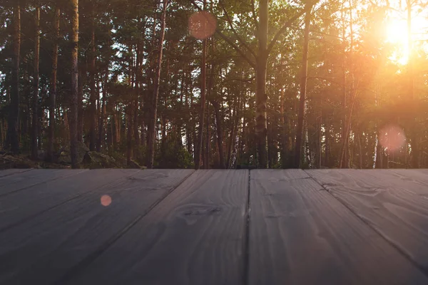 Forêt d'été au coucher du soleil — Photo de stock