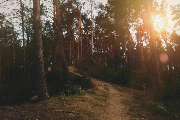 Sentier pédestre en forêt estivale — Photo de stock