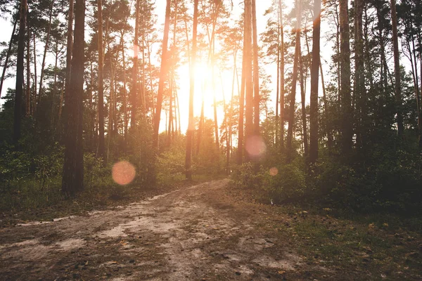 Sunrise in forest — Stock Photo
