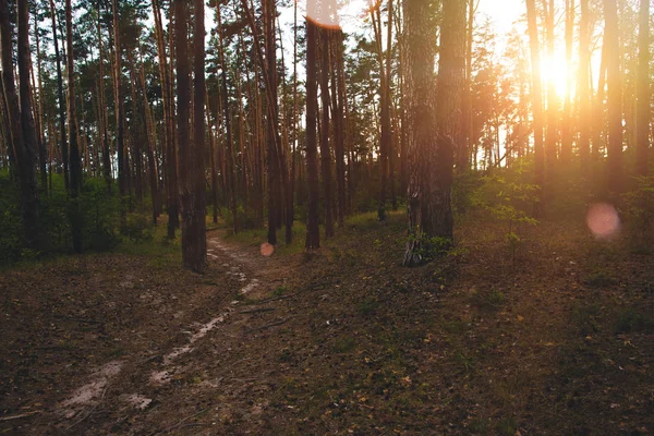 Wald — Stockfoto