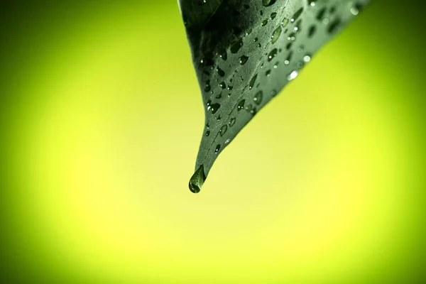 Листья с капельками воды — стоковое фото