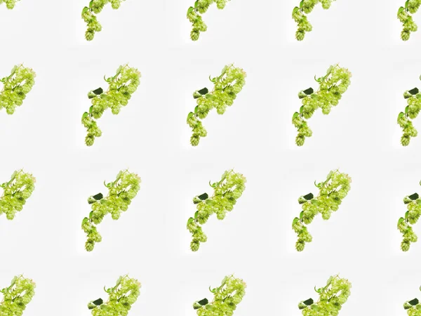 Lúpulo con hojas verdes - foto de stock