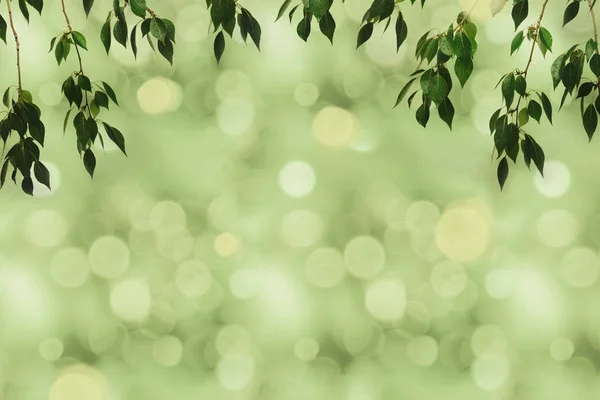 Зеленые листья и боке — стоковое фото