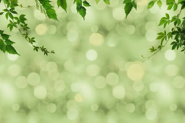 Folhagem verde e bokeh — Fotografia de Stock