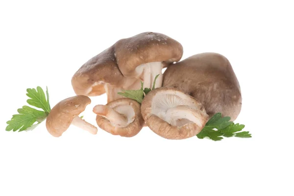 Mushrooms with parsley — Stock Photo