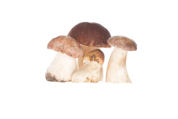 Four porcini mushrooms — Stock Photo