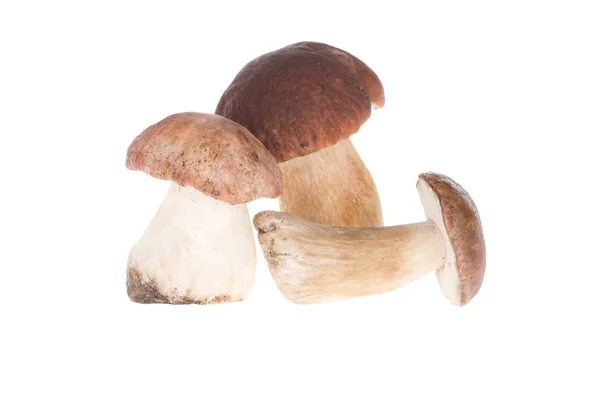 Três cogumelos porcini — Fotografia de Stock