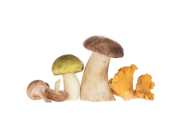 Різні види грибів — стокове фото