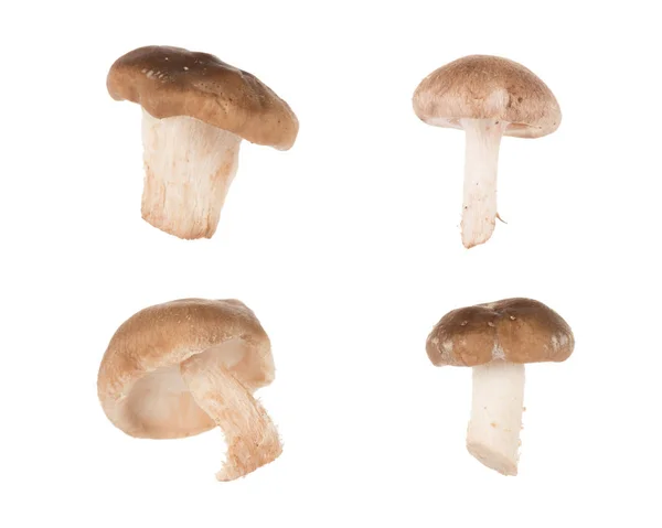 Different types of mushrooms — Stock Photo