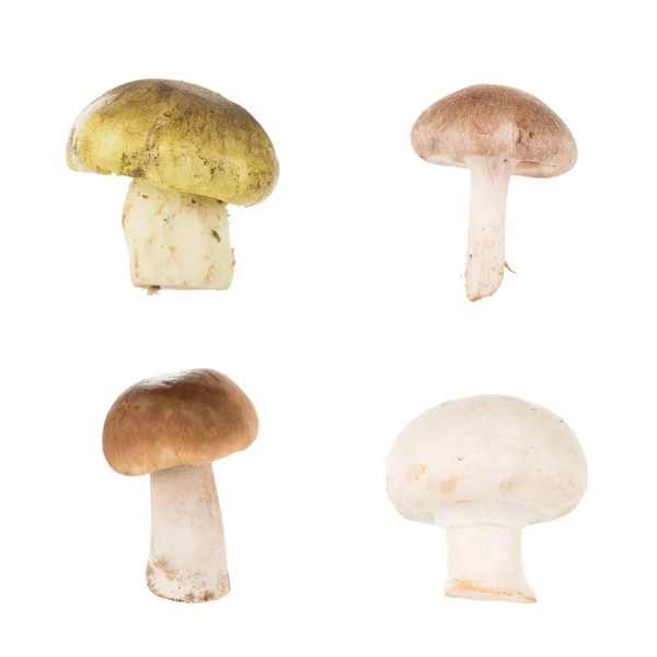 Different types of mushrooms — Stock Photo