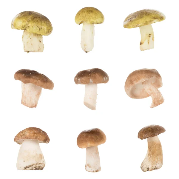 Different types of mushrooms — Stock Photo