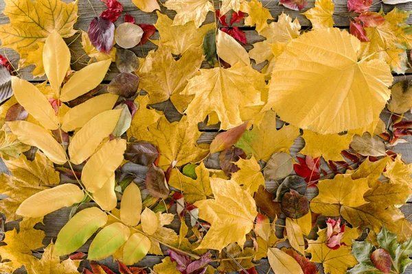 Hojas dispersas de otoño - foto de stock