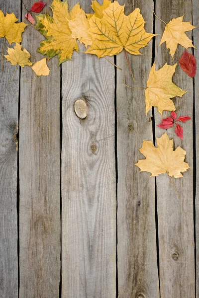 Rot und gelb gefallene Herbstblätter — Stockfoto