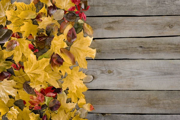 Colored autumn leaves — Stock Photo