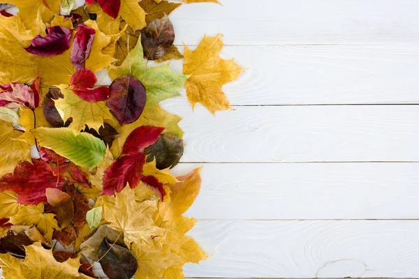 Hojas de otoño coloreadas - foto de stock