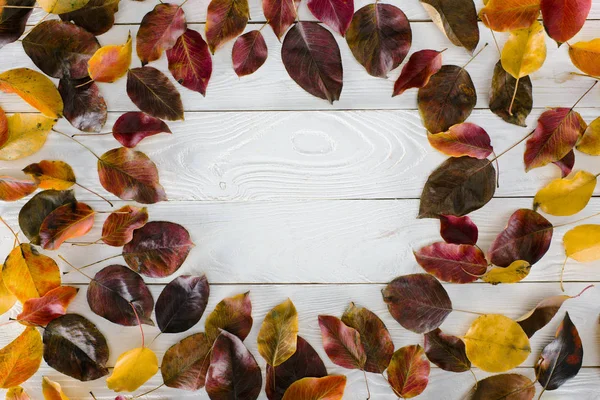Círculo de hojas de otoño de colores - foto de stock