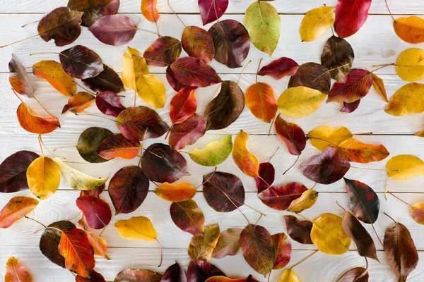 Scattered colored autumn leaves — Stock Photo