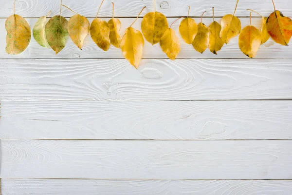 Fila di foglie di autunno gialle — Foto stock