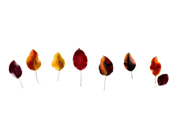 Row of colored dark autumn leaves — Stock Photo