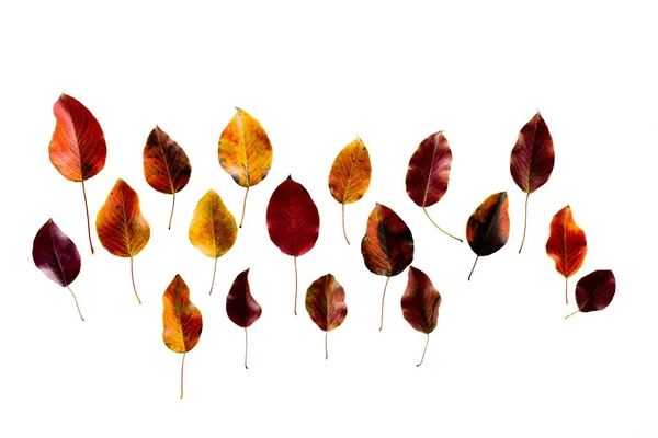 Colored dark autumn leaves — Stock Photo