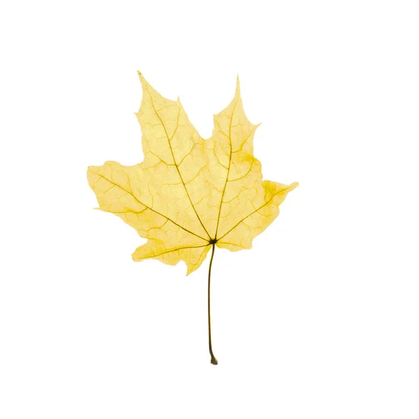 Maple leaf — Stock Photo