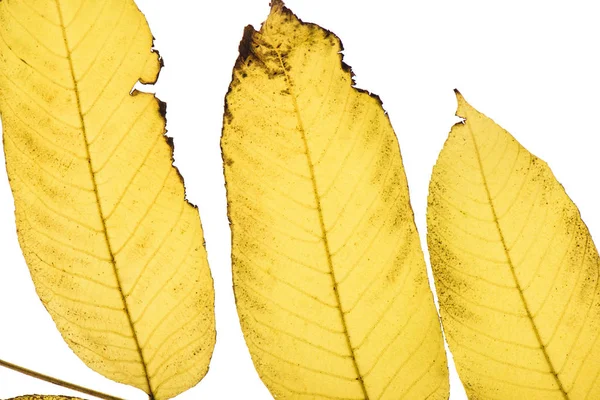 Tres hojas amarillas de otoño - foto de stock