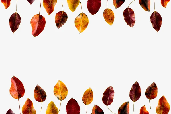 Colored autumn leaves — Stock Photo