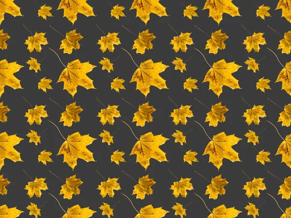 Set of maple leaves — Stock Photo