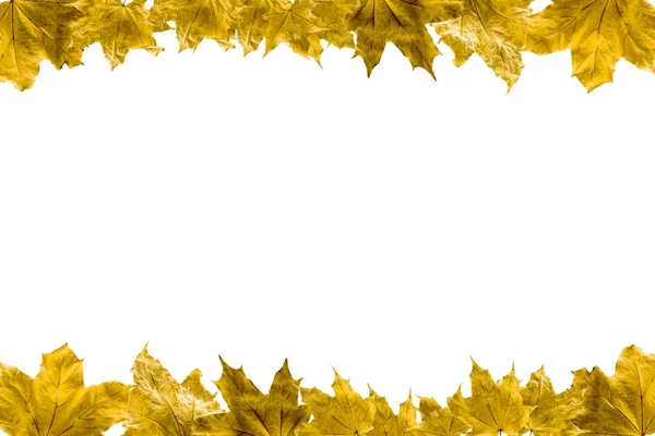 Maple leaves — Stock Photo
