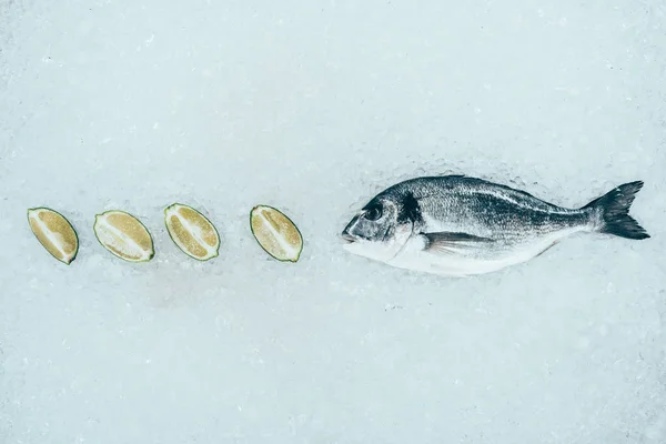 Крупним планом вид на здорову сиру рибу дорадо і скибочки лайма на льоду — стокове фото