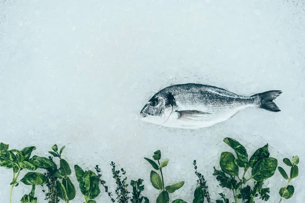 Vista superior de pescado dorado saludable gourmet y hierbas en el hielo - foto de stock