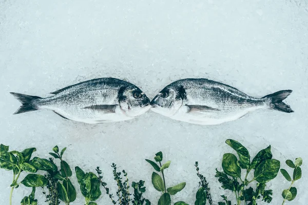 Vista de perto de peixes dorados saudáveis gourmet e ervas no gelo — Fotografia de Stock