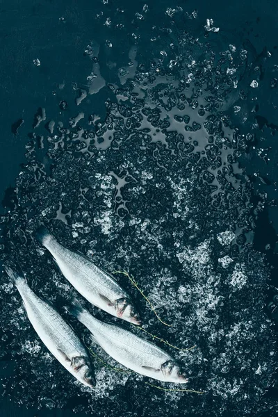 Vue de dessus de poisson de bar non cuit sain avec de la glace sur noir — Photo de stock