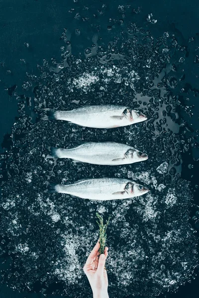 Top view of human hand with herb and raw fresh sea bass fish with ice on black — Stock Photo