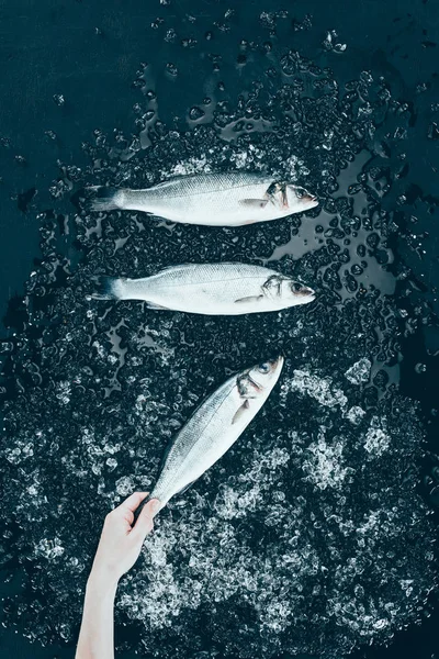 Vista superior de la mano humana y pescado fresco crudo de lubina con hielo en negro - foto de stock
