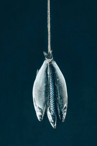 Close-up view of uncooked mackerel fish hanging on rope isolated on black — Stock Photo