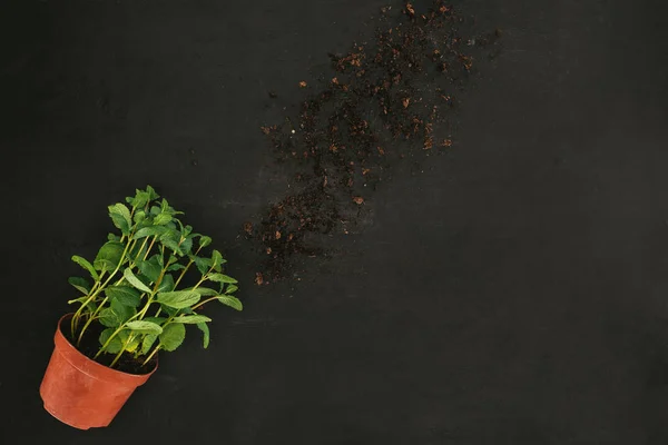 Vue de dessus de menthe fraîche en pot et terre sur noir — Photo de stock