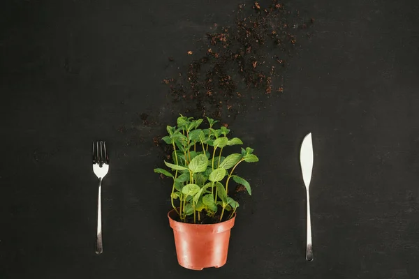 Top view of mint in pot with soil and fork with knife on black — Stock Photo