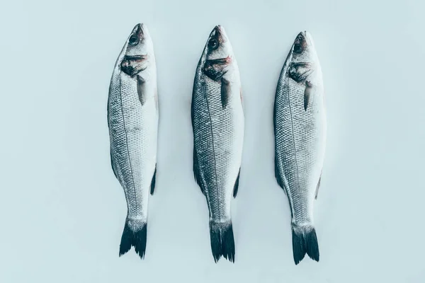 Vista de perto de peixe cru fresco e saudável do robalo isolado em cinza — Fotografia de Stock