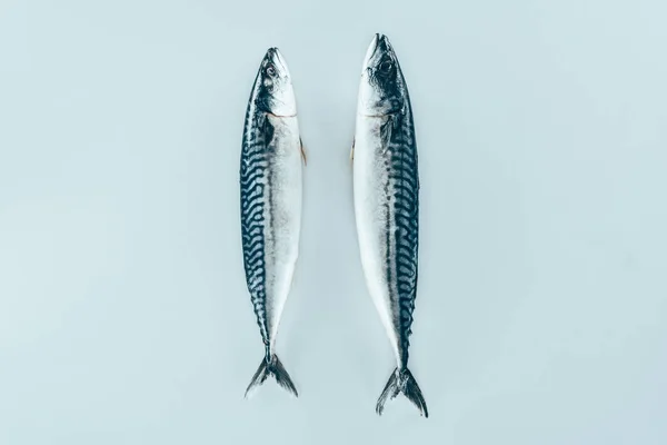 Vista de cerca del pescado crudo de caballa sano y fresco aislado en gris - foto de stock