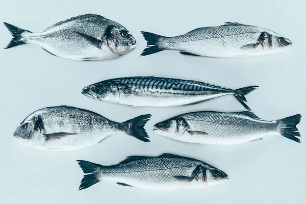 Top view of various uncooked sea fish isolated on grey — Stock Photo