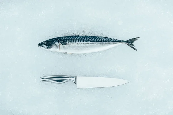 Верхний вид сырой рыбы макрель и нож на льду — стоковое фото
