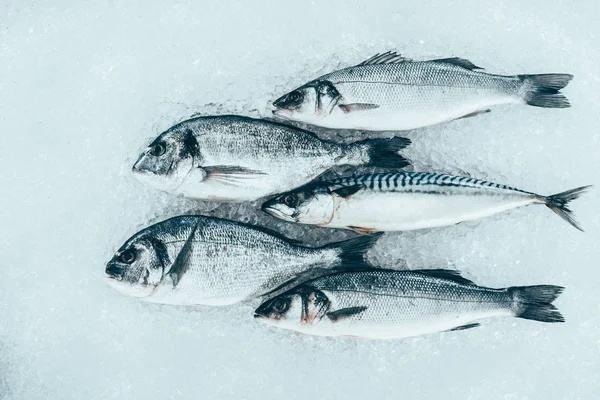 Vue rapprochée des fruits de mer frais et gastronomiques non cuits sur glace — Photo de stock