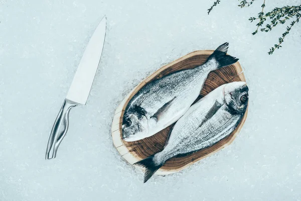 Top view of fresh raw dorado fish on wooden board and knife on ice — Stock Photo