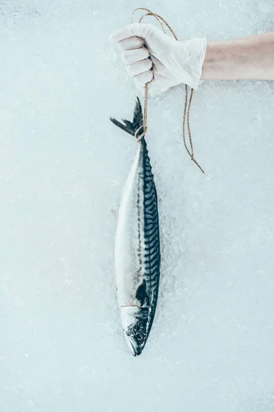 Крупный план человеческой руки в перчатке, держащей непрожаренную рыбу макрель с веревкой — стоковое фото