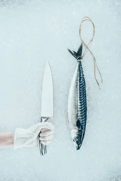 Top view of raw mackerel fish with rope and human hand in glove holding knife — Stock Photo