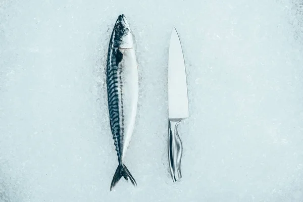 Vista superior de pescado de caballa fresco crudo y cuchillo sobre hielo - foto de stock