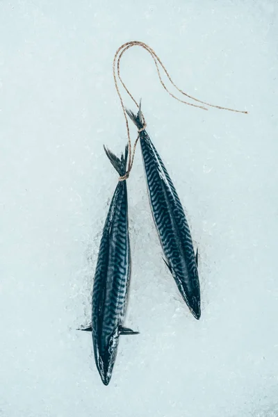 Close-up view of raw mackerel fish tied with rope on ice — Stock Photo