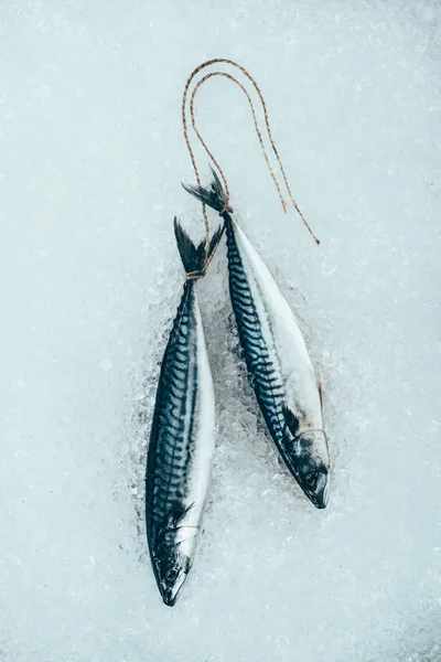 Top view of raw mackerel fish tied with rope on ice — Stock Photo